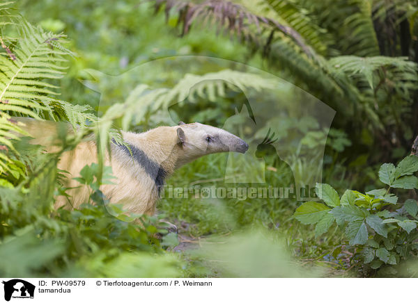 tamandua / PW-09579