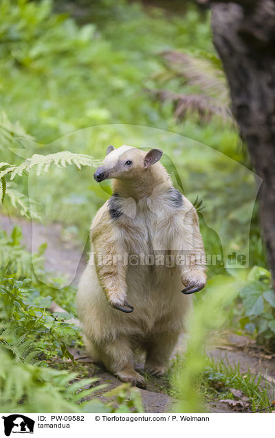 Kleiner Ameisenbr / tamandua / PW-09582