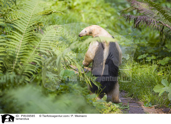 Kleiner Ameisenbr / tamandua / PW-09585