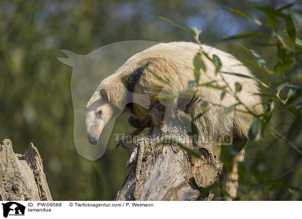 tamandua / PW-09588