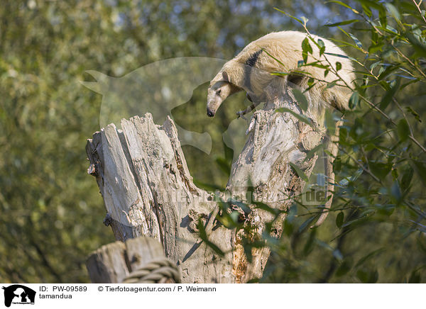 tamandua / PW-09589