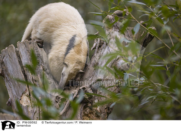 tamandua / PW-09592