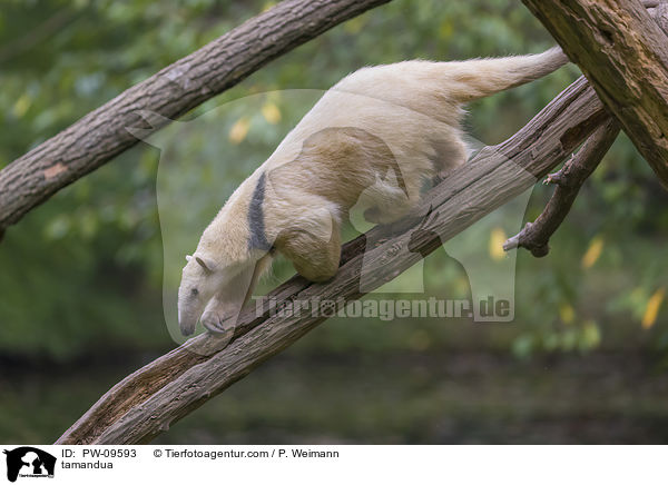 Kleiner Ameisenbr / tamandua / PW-09593
