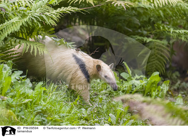 Kleiner Ameisenbr / tamandua / PW-09594
