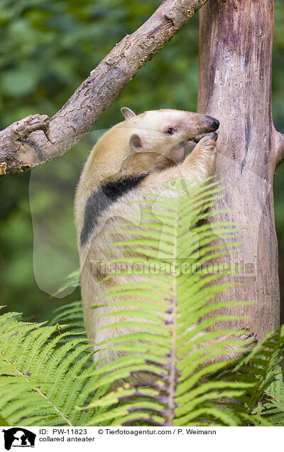 Tamandua / collared anteater / PW-11823