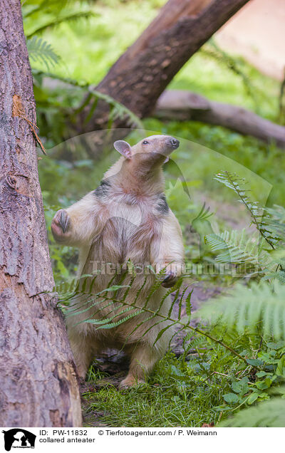 Tamandua / collared anteater / PW-11832