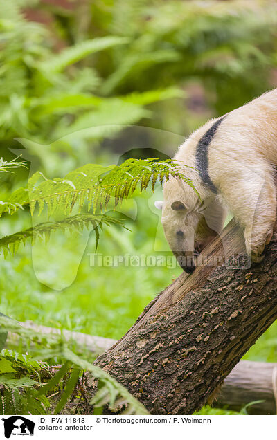 collared anteater / PW-11848