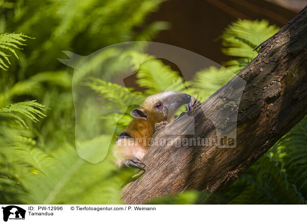 Tamandua / Tamandua / PW-12996
