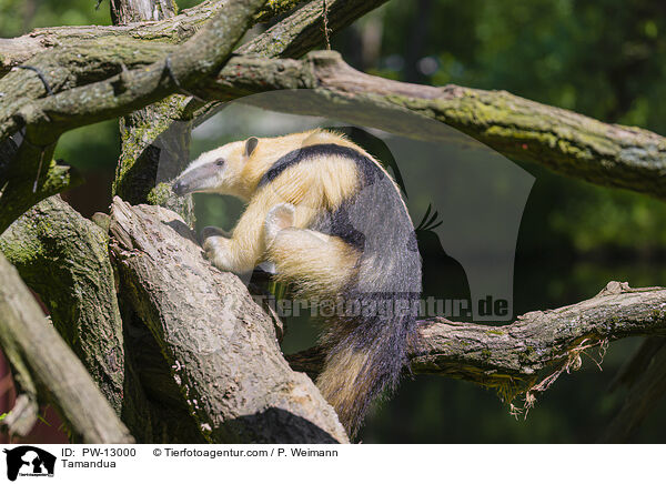 Tamandua / Tamandua / PW-13000