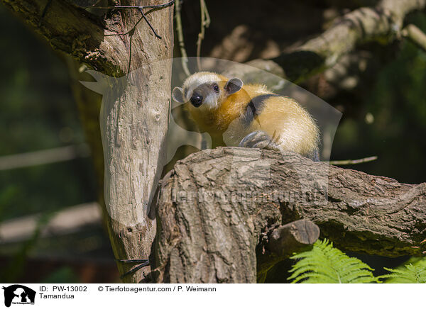 Tamandua / Tamandua / PW-13002