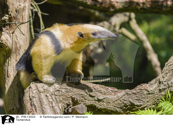 Tamandua / Tamandua / PW-13003