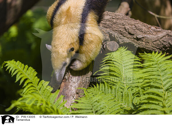 Tamandua / Tamandua / PW-13005