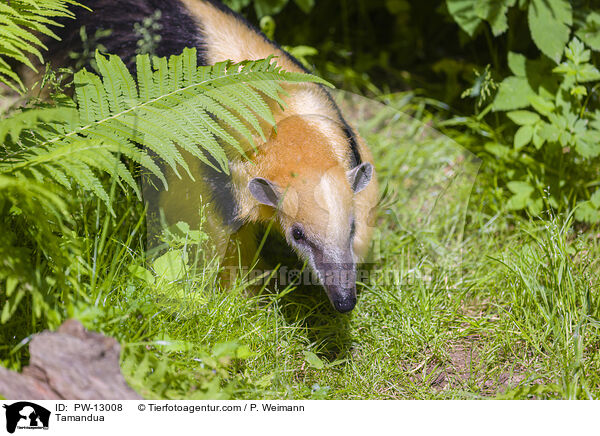Tamandua / Tamandua / PW-13008