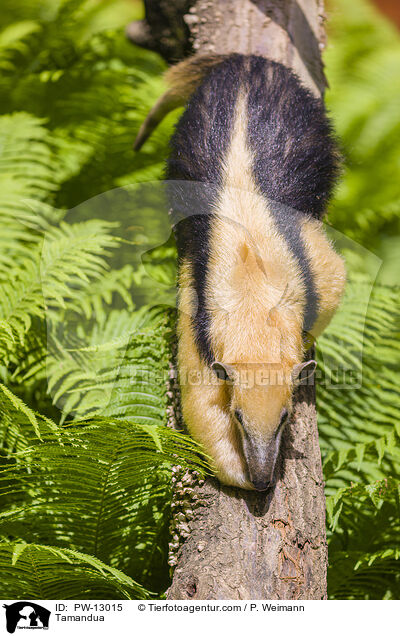 Tamandua / Tamandua / PW-13015