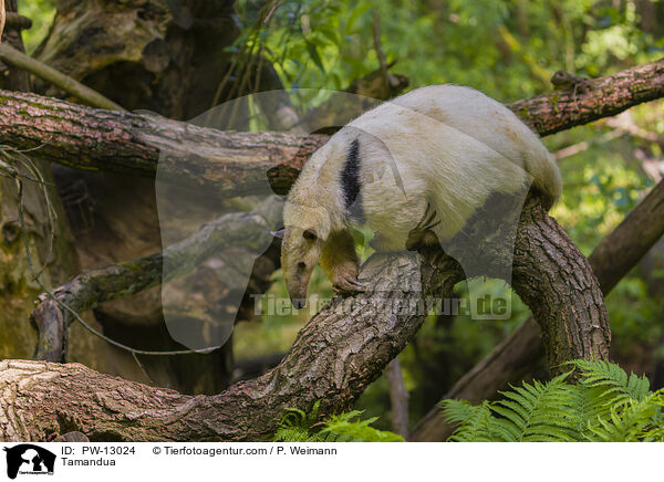 Tamandua / Tamandua / PW-13024