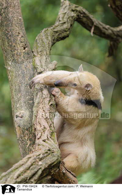 Tamandua / Tamandua / PW-19424