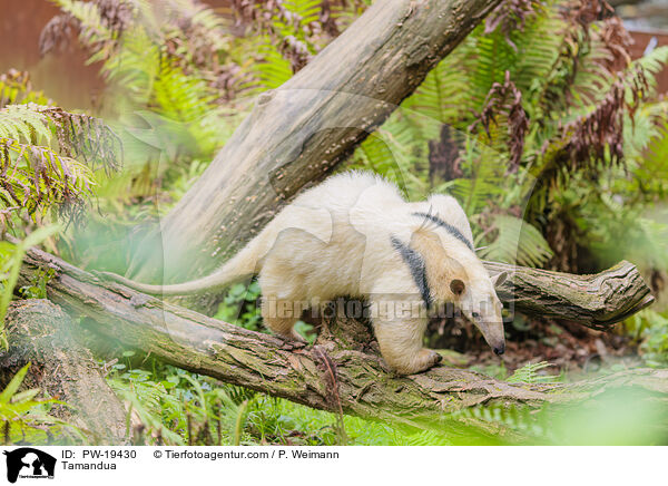 Tamandua / PW-19430