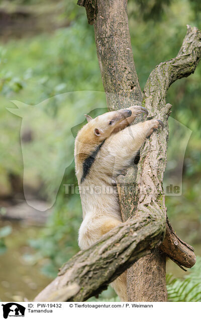 Tamandua / Tamandua / PW-19432