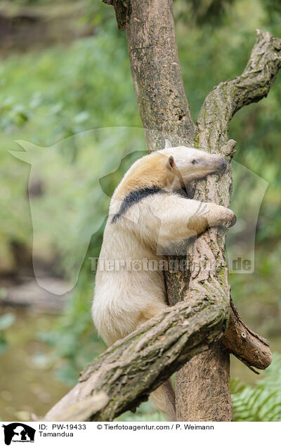Tamandua / Tamandua / PW-19433
