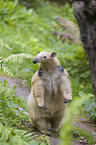 tamandua