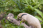 tamandua