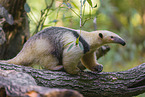 collared anteater