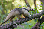 collared anteater