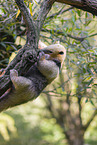 collared anteater