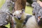 collared anteater