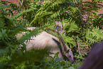 collared anteater