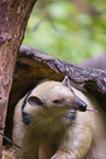 collared anteater