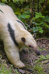 collared anteater