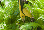 Tamandua