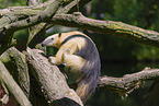 Tamandua