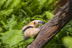 Tamandua