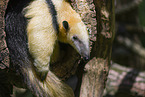 Tamandua
