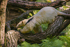 Tamandua