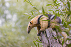 collared anteater