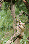 Tamandua