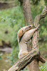 Tamandua