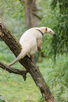 Tamandua