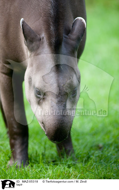 tapir / MAZ-05318