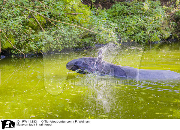 Malayan tapir in rainforest / PW-11283
