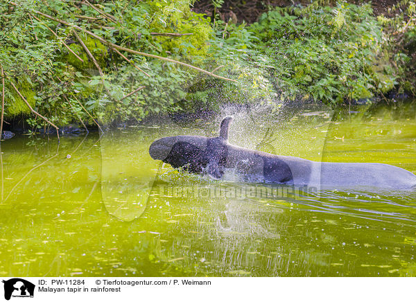Malayan tapir in rainforest / PW-11284