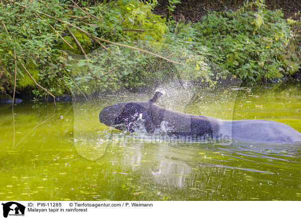 Malayan tapir in rainforest / PW-11285