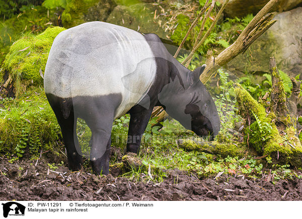 Malayan tapir in rainforest / PW-11291