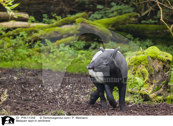 Malayan tapir in rainforest / PW-11346