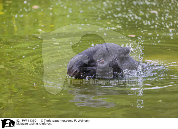 Malayan tapir in rainforest / PW-11369