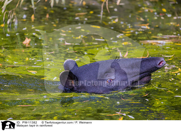 Malayan tapir in rainforest / PW-11382