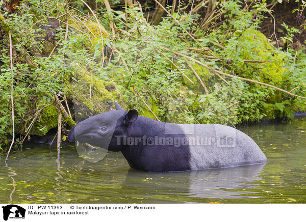 Schabrackentapir im Regenwald / Malayan tapir in rainforest / PW-11393
